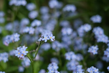 forget me not flowers