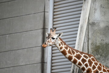 動物園のアミメキリン