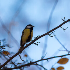 Fototapeta premium tit on a branch of an autumn tree