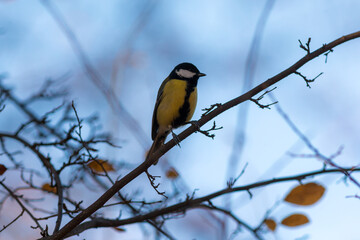 portrait of a tit on a branch