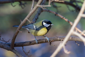 tit on a branch
