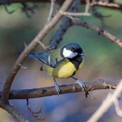 portrait of a tit close up
