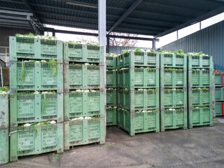 stack of fennel boxes ready to be processed