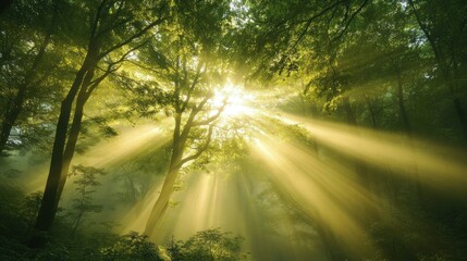 Fototapeta premium Sunbeams Filtering Through a Misty Forest