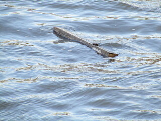 Obraz premium A Plank of Wood Floating in Water.