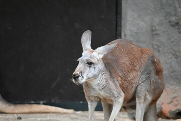 動物園のカンガルー