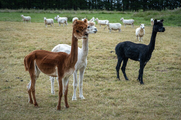 llama in the grass © Bernhard