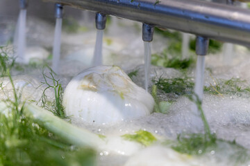 fennel processing line process and production chain