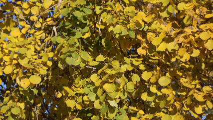 Golden aspen leaves, autumn detail, Sweden.