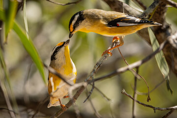 A pair of Striated Pardalotes perched on a branch