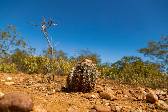 cactus on the sert&atilde;o, cacto