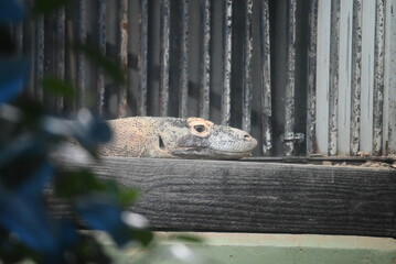 動物園に展示されているコモドオオトカゲ