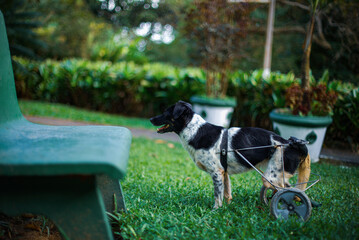 disabled dog running in the park