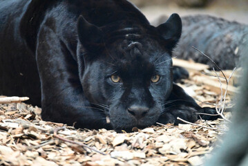 漆黒の美しきハンター　黒ヒョウ