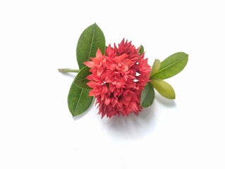 Red Asoca flowers isolated on white background, Nature background decorative concept 