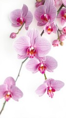 Obraz premium Delicate pink orchid blossoms isolated on pure white background, summer, photography, bright