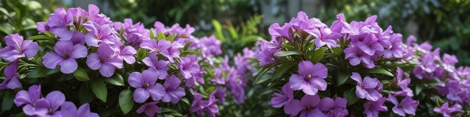 Fototapeta premium Brunfelsia purple flowers in a garden with lush greenery, foliage, plant life, outdoor scenery
