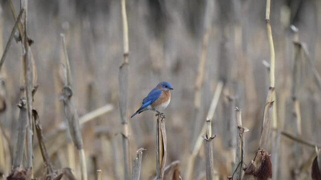 Eastern Blue Bird fly from a Wheat Straw 