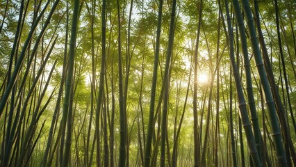 Fototapeta premium Bamboo stalks swaying in the wind with sunlight filtering through , botanical garden, plant life, outdoor photography