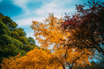 Fototapeta premium Fagan Park is a large recreational area located in Galston, a semi-rural area in Sydney, New South Wales, Australia. 