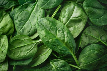 Fresh Green Spinach Leaves