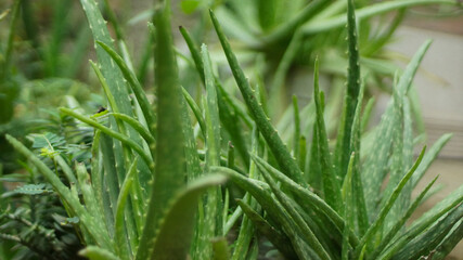 Aloe vera is a species of plant with thick, fleshy leaves from the genus Aloe. This plant is widely used for medicine and is also an ornamental plant