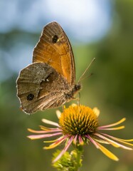 Brown Butterfly on Pink-Yellow Coneflower