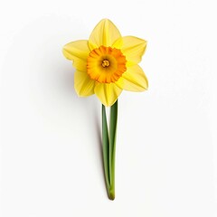 Daffodil , Isolated white background, flat lay