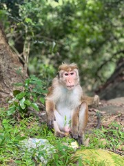 A monkey sits on the forest floor, surrounded by lush green plants and trees. It gazes thoughtfully into the distance, creating a serene and natural wildlife scene in a calm jungle setting.