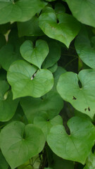 Close up view of heart shaped leaves or Dioscorea Communis flowering plant species in the tuber family