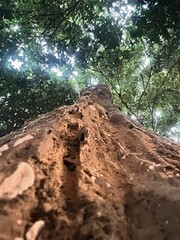 sun rays through the forest