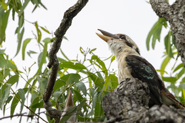 A Laughing Kookaburra perched in a tree 