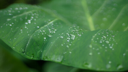 A vibrant green taro leaf with raindrops scattered across its surface. The image captures the beauty of nature after a refreshing rain