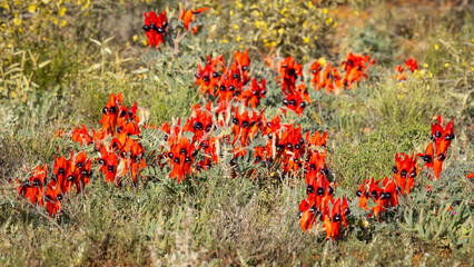 A field of Sturt's desert peas in bright red and with dark black, eye-like centres, and found in semi arid areas such as the Living Desert State Park near Broken Hill in New South Wales, Australia.