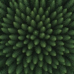 Aerial View of Symmetrical Evergreen Forest Canopy