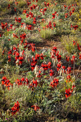 A field of Sturt's desert peas in bright red and with dark black, eye-like centres, and found in semi arid areas such as the Living Desert State Park near Broken Hill in New South Wales, Australia.