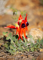 Sturt's desert pea in bright red and with dark black, eye-like centres, and found in semi arid...
