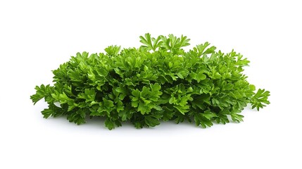 Fototapeta premium Parsley isolated on a white background