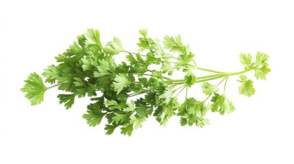 Fototapeta premium Parsley isolated on a white background