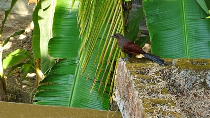 Andaman coucal or brown coucal,  Centropus andamanensis. Found in the Andamans, Coco and Table Islands, India