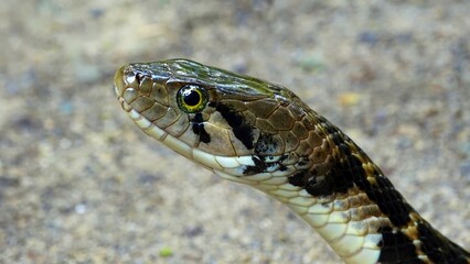 Andaman Keelback Water Snake,  Xenochrophis tytleri  Blyth, 1863, face closeup, NON VENOMOUS,...