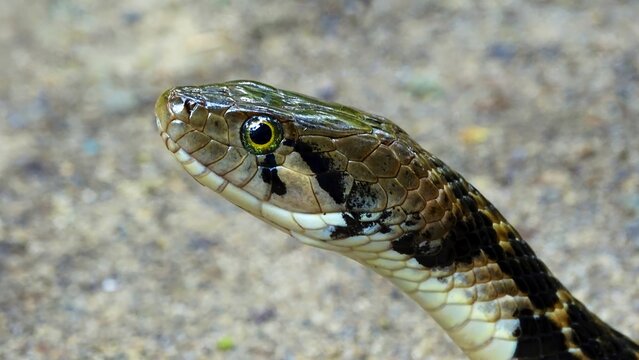 Andaman Keelback Water Snake,  Xenochrophis tytleri  Blyth, 1863, face closeup, NON VENOMOUS, COMMON Endemic to Andaman and possibly Nicobar Islands, India