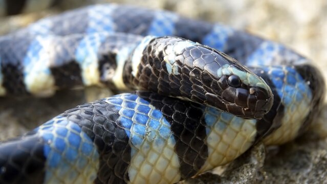 Common or Black-lipped Sea Krait, Laticauda laticaudata, Linnaeus, 1758, VENOMOUS, RARE  Andaman Islands and possibly Nicobar, India