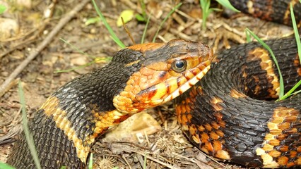 The banded water snake or southern water snake, Nerodia fasciata pictiventris. NONVENOMOUS, snake endemic to the Midwest and Southeastern United States. USA