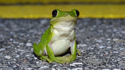 Cuban tree frog is a large species of tree frog that is native to Cuba, the Bahamas, and the Cayman Islands, Osteopilus septentrionalis