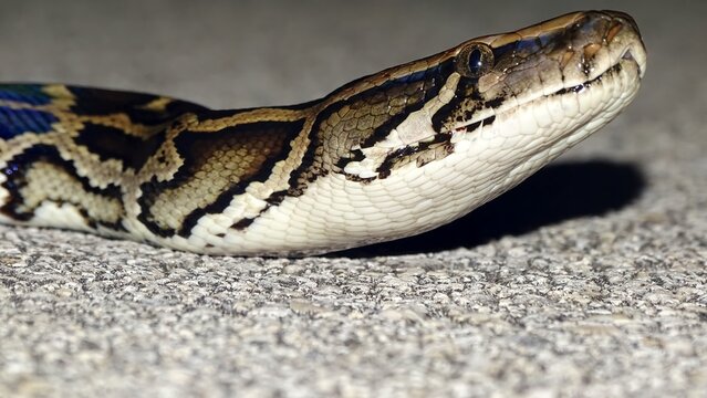 Burmese python head. One of the largest species of snakes.  Native to a large area of Southeast Asia.  Status : Vulnerable, Python bivittatus