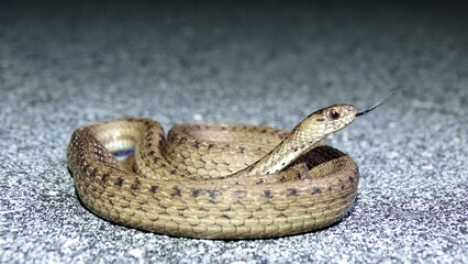 Storeria victa, the Florida brown snake, is a species of nonvenomous snake in the Colubridae family that is native to Georgia and Florida in the United States