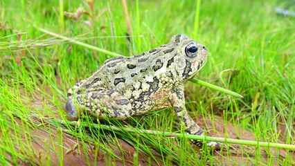 Fowler's toad, Anaxyrus fowleri. Family Bufonidae. Native to North America, where it occurs in much of the eastern United States and parts of adjacent Canada