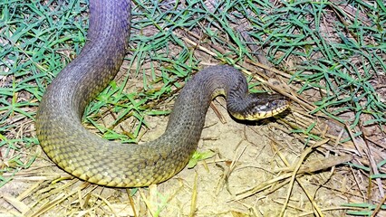 Mangrove salt marsh snake,  Nerodia clarkii compressicauda, Florida, USA