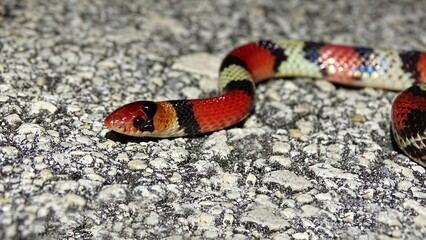 Cemophora coccinea, commonly known as the scarlet snake, species of nonvenomous snake in the family Colubridae. The species is native to the southeastern United States.